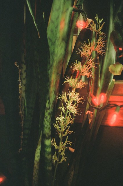 Flower on a mother-in-law's tongue - Dracaena trifasciata