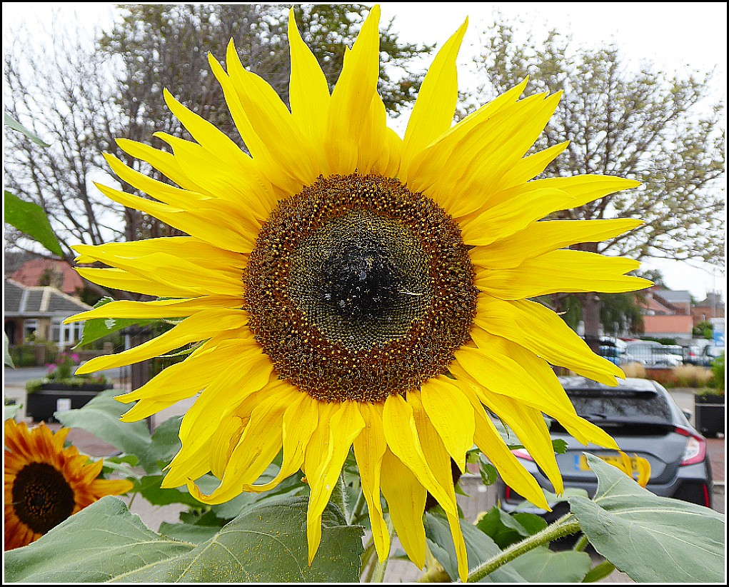 Sunflower  Head ...