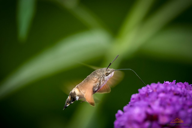 Kolibri oder Schmetterling? 😊 - explored