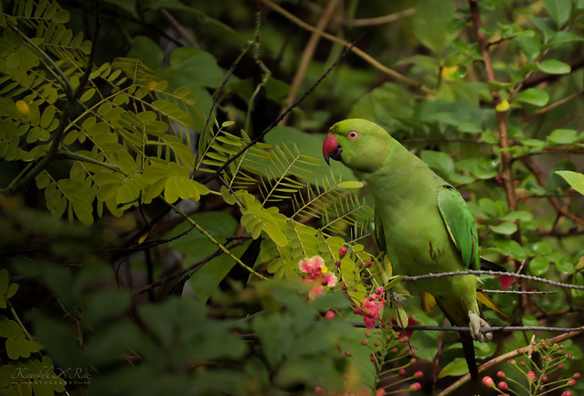 Rose-ringed Parakeet 😍 (Psittacula krameri)
