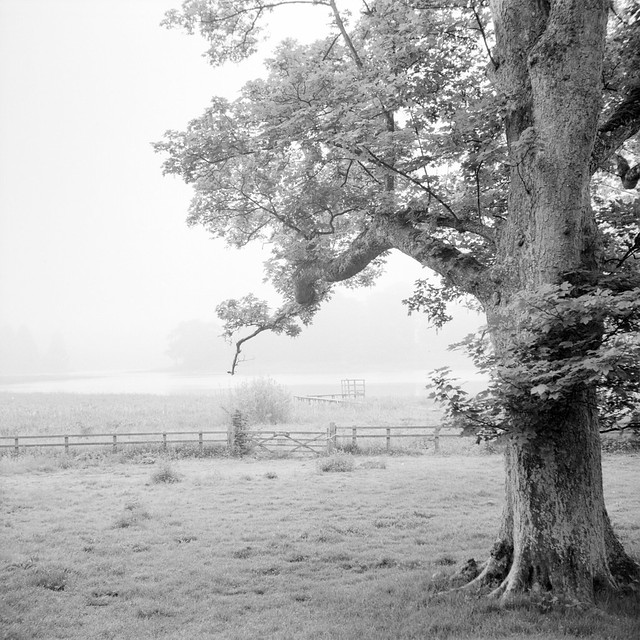 Tree, lake, mist