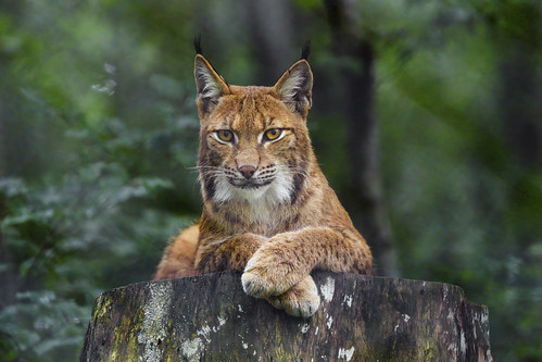 Mother lynx posing well