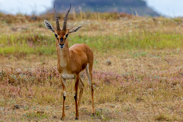 Chinkara - Indian Gazelle - Grasslands near Pune, India, 2021