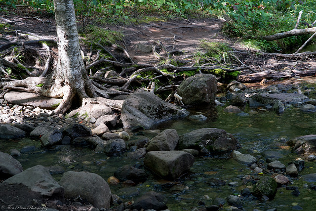 The Beaver Brook crosses the trail.