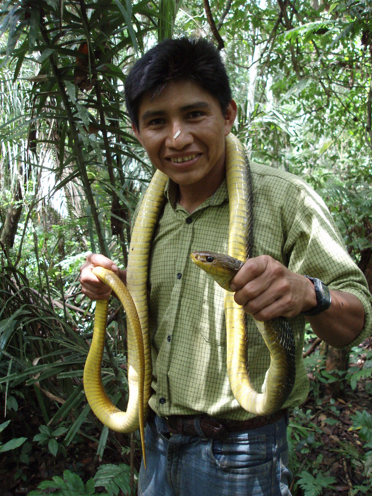 Justino holds a large pit viper, Bolivia