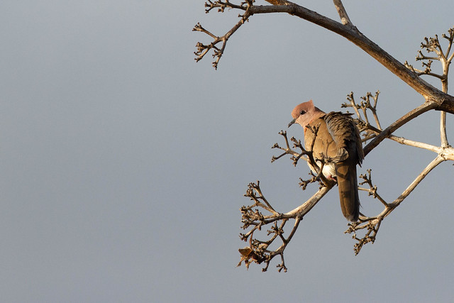 Laughing Dove - Grasslands near Pune, India, 2021