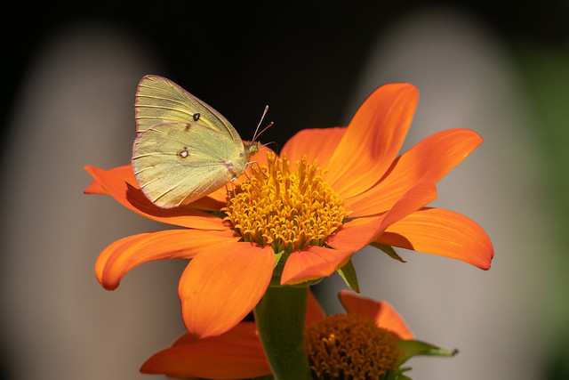 Clouded sulphur on Mexican Sunflower (tithonia)