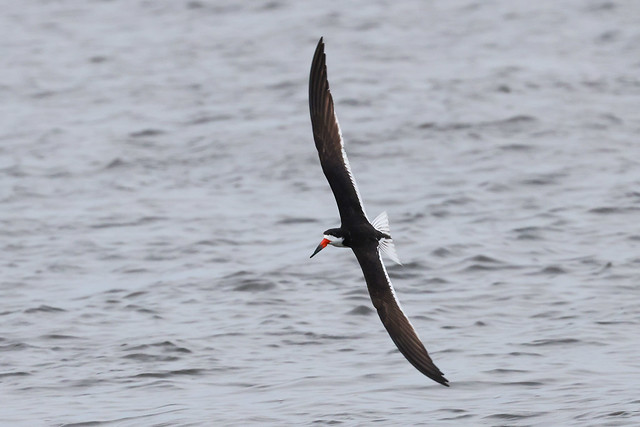 Black Skimmer wingspan...IM8A8610A