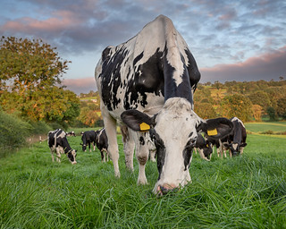Speckled Cow at Grass (Getty listed)