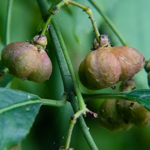 Spindle fruit, first blush of pink