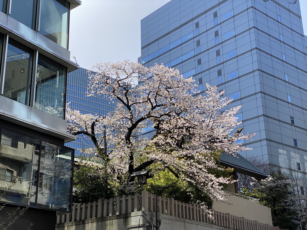 Tokyo 2021 spring