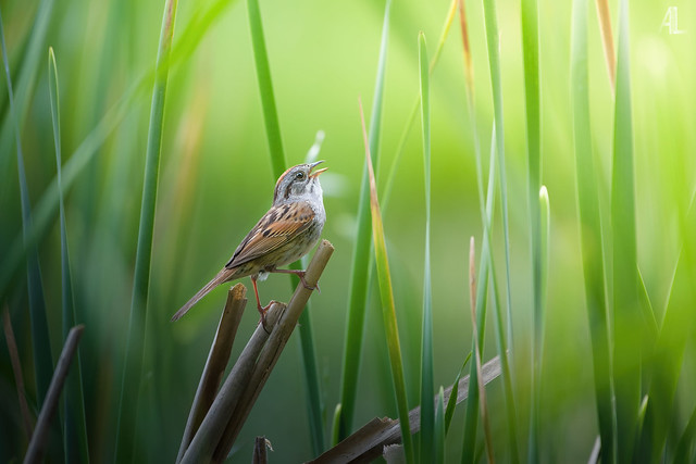 Bruant des marais // Swamp Sparrow