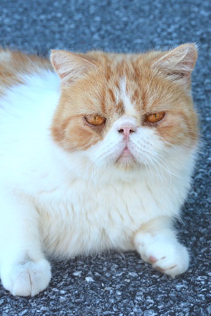 Exotic Shorthair Cat Pictures and Information - Cat-Breeds.com