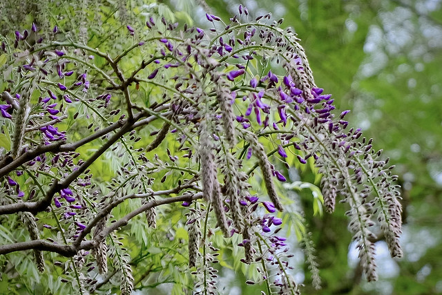 Wisteria: The Bane Of Demons
