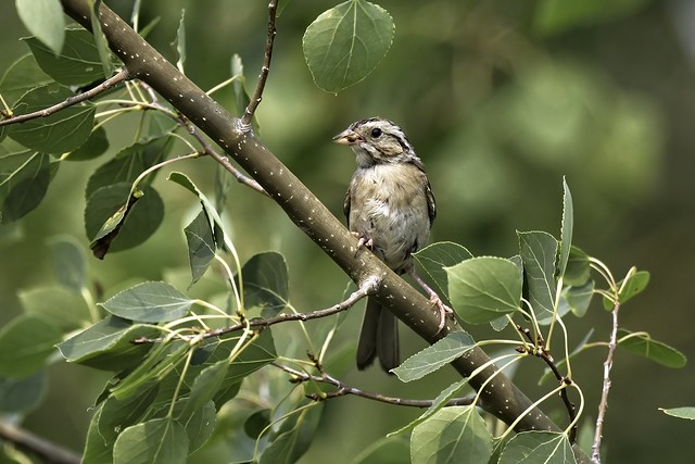 Clay-colored Sparrow (Spizella pallida)