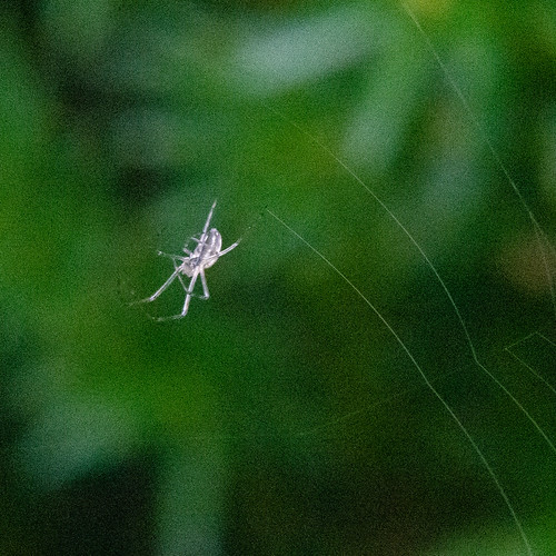 Tiny spider weaving its web