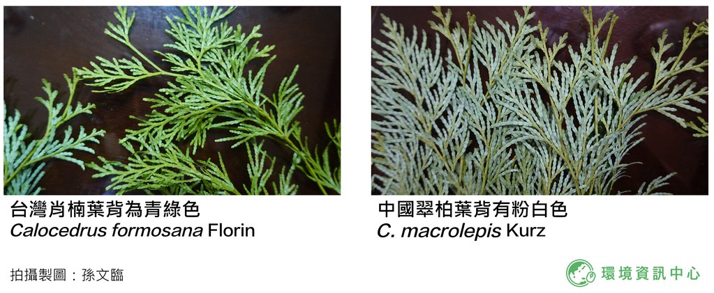 台灣肖楠與中國翠柏的外觀差異對比圖。孫文臨攝