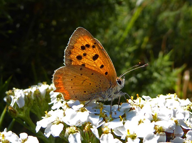 Small Copper Butterfly Kilminning