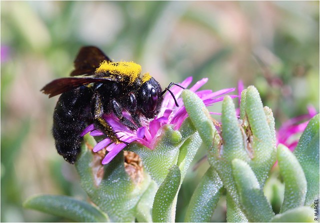 Xylocopa violacea , abeille charpentière