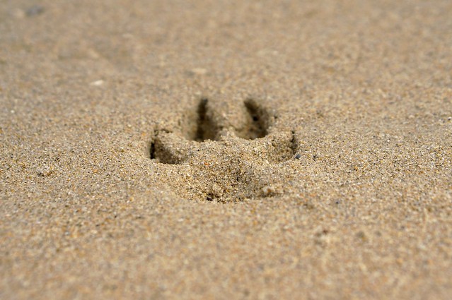 Paw on the sand