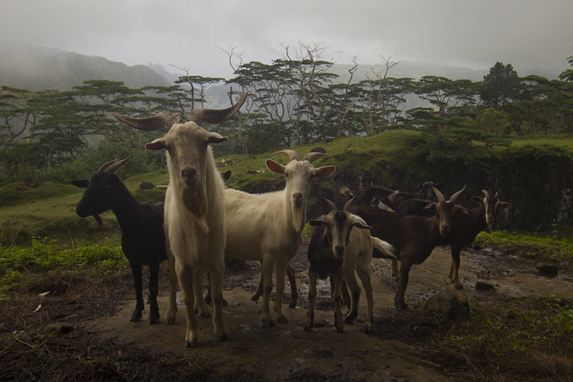 Marquisian wild goats