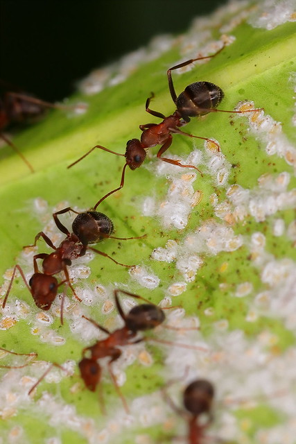 Formigas e cochonilha branca