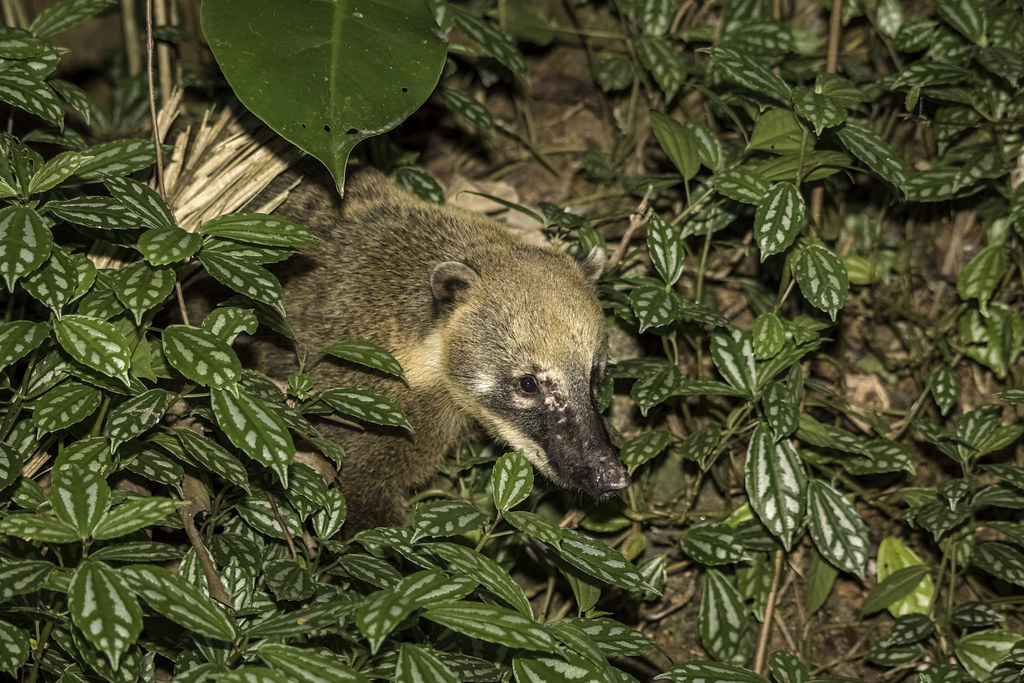 "South American Coati (Nasua nasua), Leaving Inside of  the Bush,  Also Known as the Ring-tailed Coati - Brazilian Quati-de-cauda-anelada"