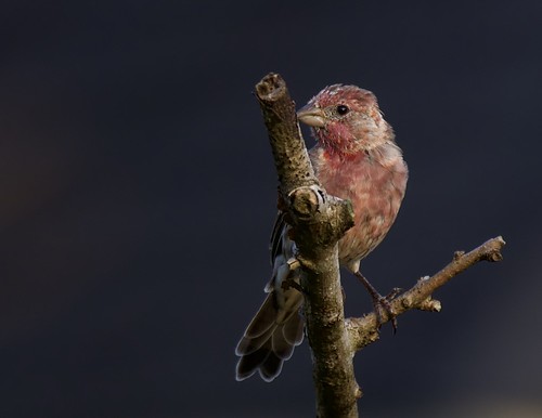 house finch bird haemorhous mexicanus texas songbird nikon nikkor kevin milazzo rose flickr photo