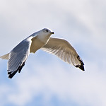 Gull In Flight Flying in a stiff wind over Whitney Point Reservoir.
