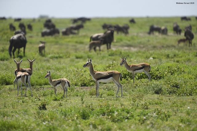 Thomson's Gazelles