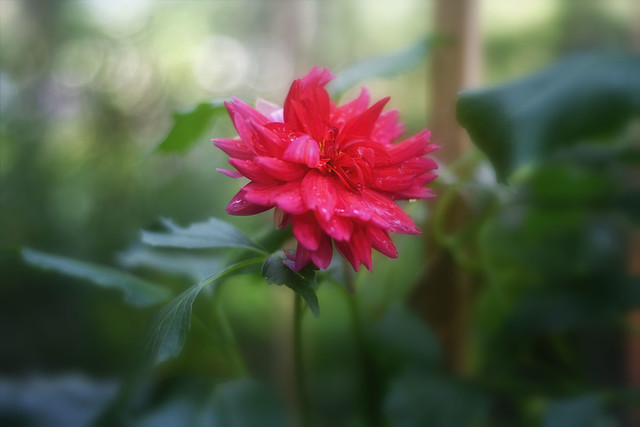 Red/Pink Dahlia