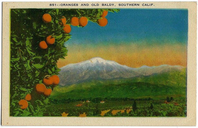 Oranges And Old Baldy. Southern, Calif. Postcard.