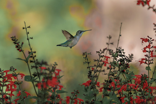 flower virginia virginiaarboretum action background bird flight hummingbird rubythroated summer sunrise wildlife