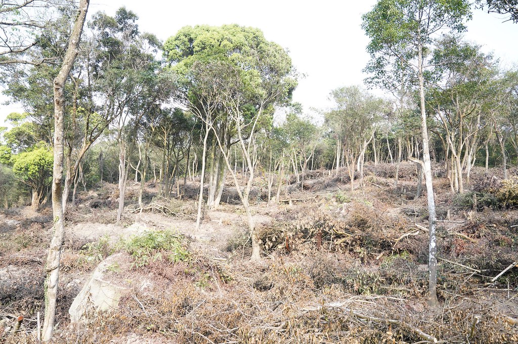 台北市政府工務局大地處與北美館合作，在內湖大崙尾山區進行疏伐及造林。圖片來源：臺北市政府工務局大地工程處