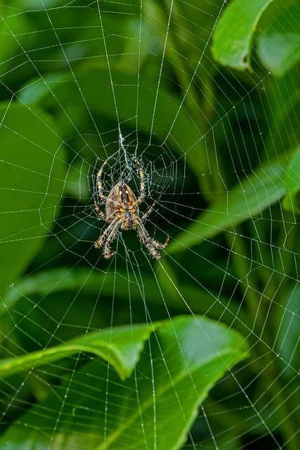 Orb Weaver Spider on its web