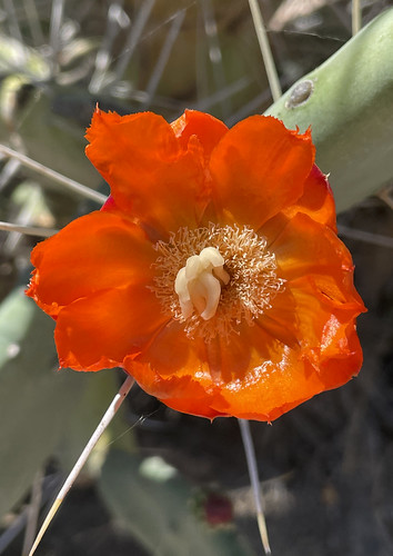 california usa america cacti cactus plant plants garden gardening landscaping opuntia pricklypear red redflower macro flower flowers bloom
