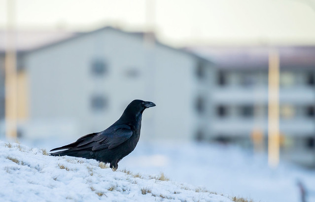 Raven / Hrafn (Corvus corax)