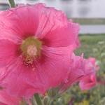 Nebraska flower - 