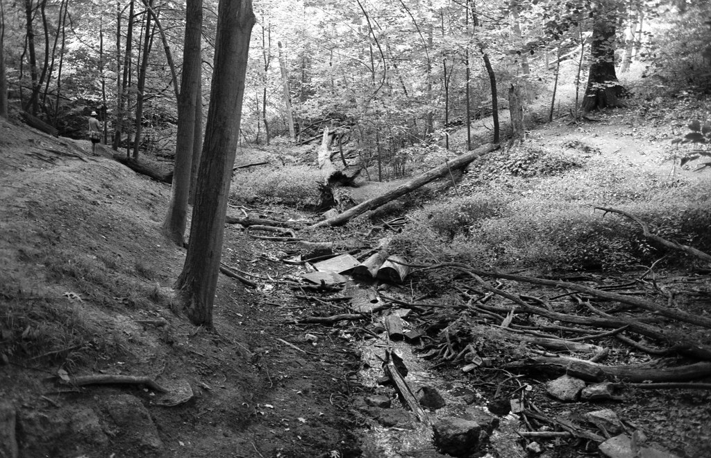 Creek in the Middle of Williamson Ravine