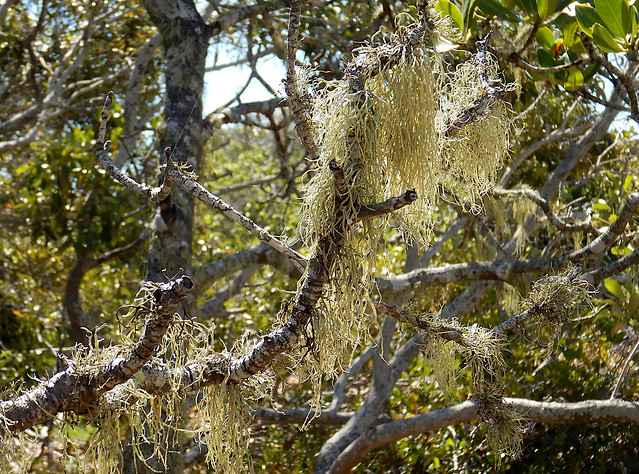 Lichen, on Mangrove Trees