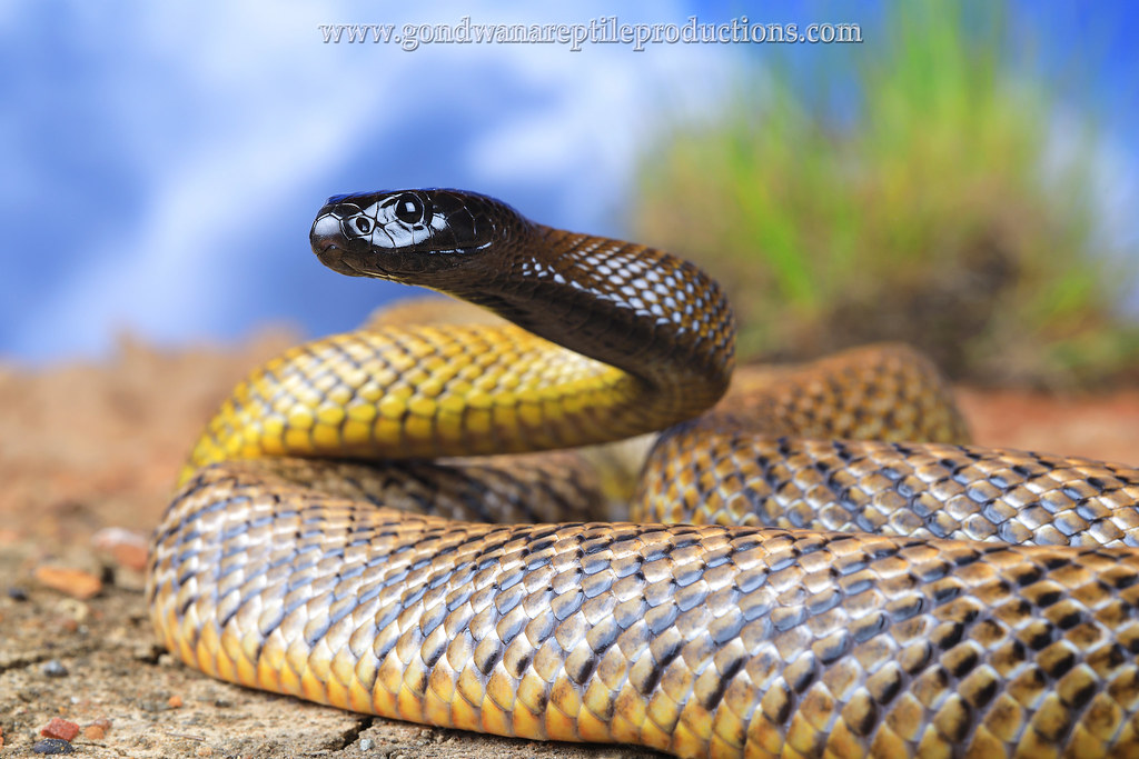 most venomous snakes in the world - death adder - most dangerous snake in the world - The Inland Taipan