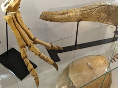 Oviraptor Foot, Triceratops Horn
