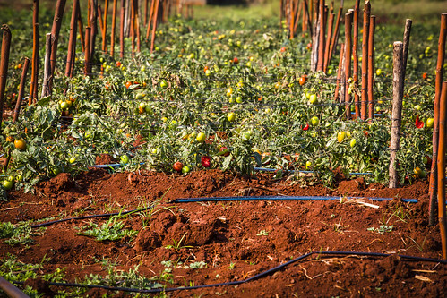 Tomato crop under harvest in Nkomazi, South Africa