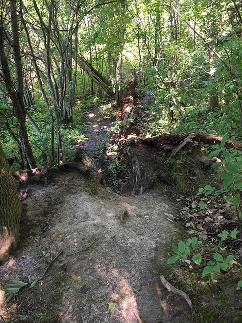 Fallen tree and decaying wood on a trail near Duffins marsh  In Discovery bay , Ajax , Ontario , Canada , Martin’s photographs , July 21. 2021