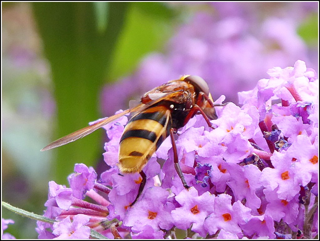 Bee on a Buddleia Flower ..