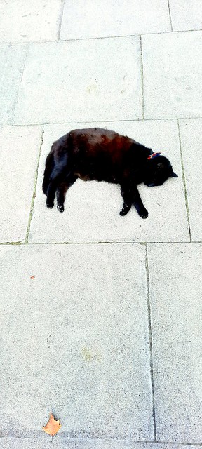 Sleeping pavement cat on a hot day with autumn leaf