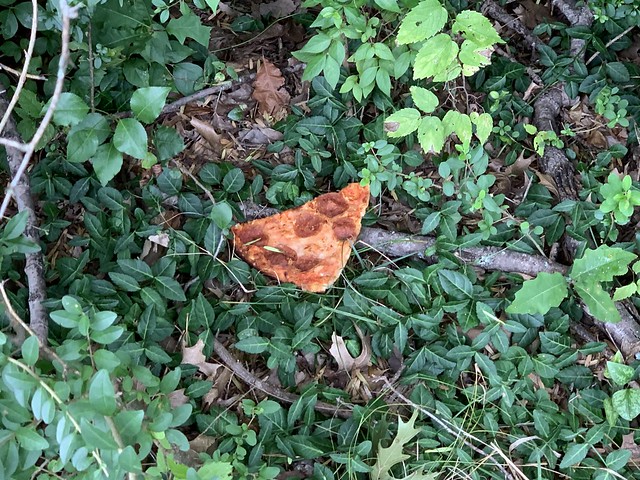 A #Pizza #Party in the #Woods, 2 - h