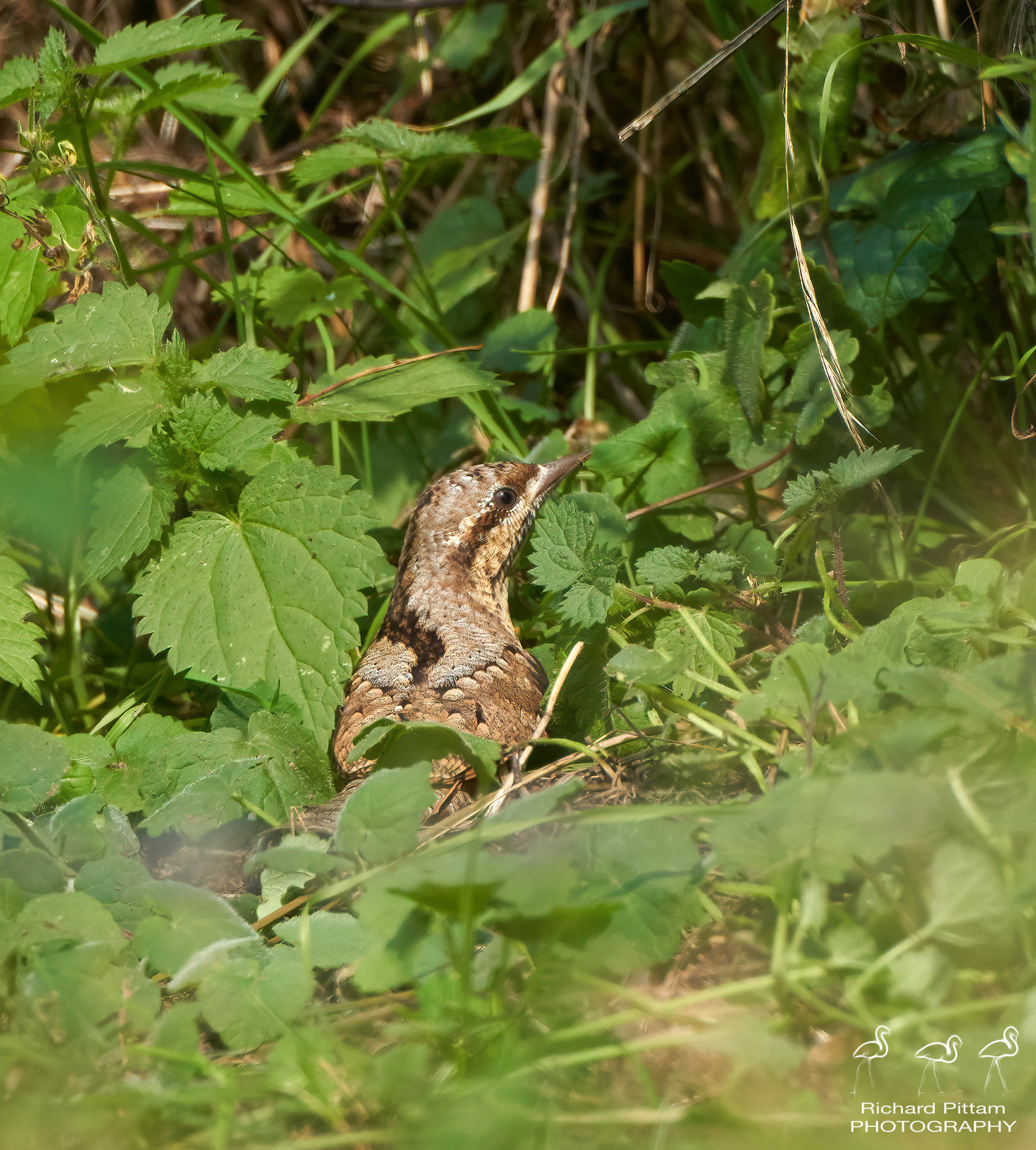 Wrneck - too hot and too much vegetation for any decent images sadly
