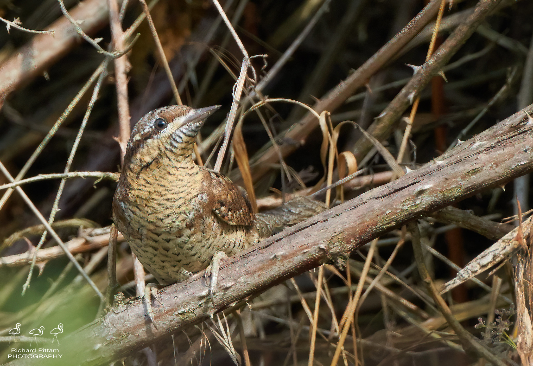 Wrneck - too hot and too much vegetation for any decent images sadly