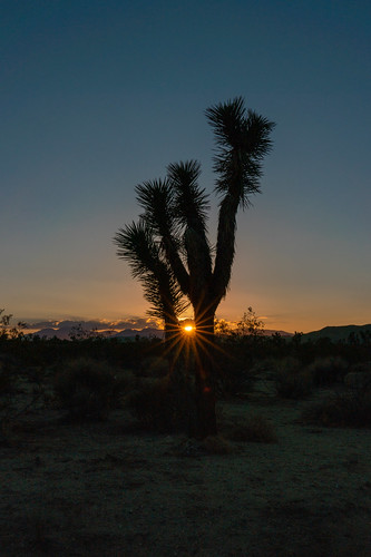 california highdesert mojavedesert joshuatree landscape desertscape sonya7riii sunset sunburst sky mountains sun evening dusk silhouette tree